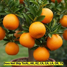 navel washington tree orange for sale  Vero Beach