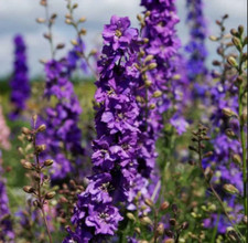 Rocket larkspur delphinium for sale  Sevierville