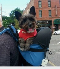 Mochila Tough Traveler Dog Perch, bolsa de selim ajustável transportadora de arnês comprar usado  Enviando para Brazil