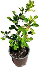 Kaffir lime plant for sale  Fresno