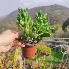 Vaso pianta crassula usato  Barcellona Pozzo di Gotto