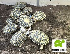 Cuttlefish cuttlebone tortoise for sale  WOLVERHAMPTON