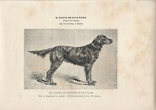 Stampa antica cane usato  Lecco