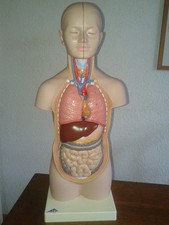 torso gebraucht kaufen torso gebraucht kaufen Krayenberggemeinde