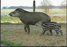 Animal brazilian tapir for sale  LONDON