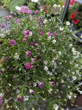Pink gypsophila pot for sale  LARGS