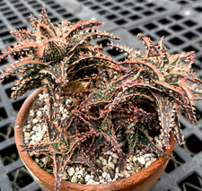 Aloe secret agent for sale  Redwood City
