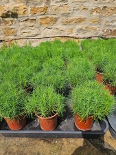 Scots pine seedlings for sale  BARNSLEY