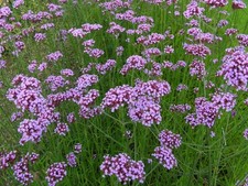 Verbena bonariensis purple for sale  STOKE-ON-TRENT