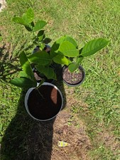 fruit jack tree for sale fruit jack tree for sale Plant City