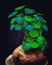 10cm cactus plant for sale  Carmel