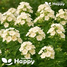 Drummond phlox isabellina for sale  DONCASTER