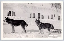 Two sled dogs for sale  Des Moines