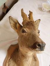 Tete chevreuil taxidermie d'occasion  Lauzerte