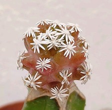 Escobaria abdita copiapoa usato  Lecce