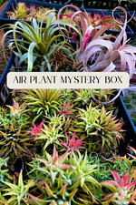 Air plant premium for sale  Vacaville