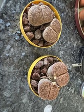 stone plant pots for sale stone plant pots for sale TWICKENHAM