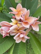 Frangipane plumeria pianta usato  Sant Agata di Militello