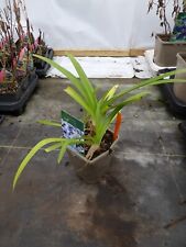 Agapanthus enigma for sale  MALDON