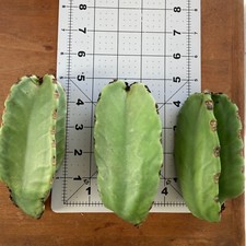 Cuttings euphorbia ingens for sale  Ventura