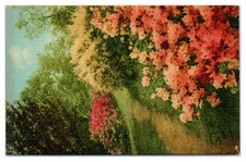 Postcard path blooming for sale  USA