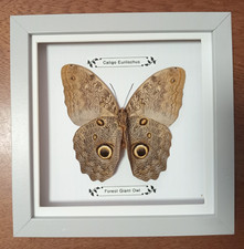 Taxidermy real framed for sale  MANCHESTER