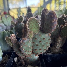 Opuntia rufida minima for sale  Oakland