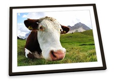 Highland cow framed for sale  UK
