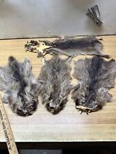 Raccoon lowest grade for sale  Malvern