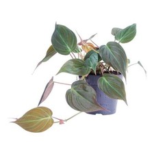 Philodendron scandens micans gebraucht kaufen  Düsseldorf