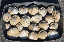 Konvolut fossilien grosse gebraucht kaufen  Völklingen