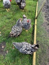 Silver laced wyandottes for sale  BURNLEY