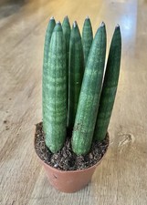 Sansevieria cylindrica straigh for sale  SHEFFIELD
