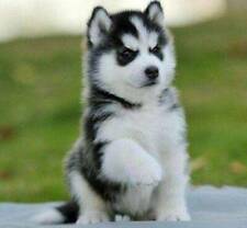 Realistic husky dog d'occasion  Expédié en Belgium