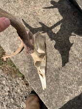 Whitetail deer skull for sale  Masontown