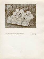 WEST HIGHLAND WHITE WESTIE TERRIER ANTIGO VINTAGE 1934 NOMEADO CÃO SÉPIA PÁGINA DE IMPRESSÃO comprar usado  Enviando para Brazil