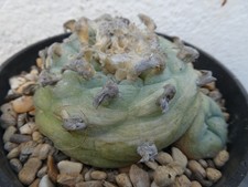 Ariocarpus diffusa shown for sale Ariocarpus diffusa shown for sale  PLYMOUTH