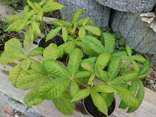Kastanienbaum bio jungpflanze gebraucht kaufen  Bad Buchau