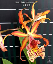cattleya for sale cattleya for sale LONDON