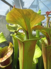 Sarracenia flava glow for sale  GRAVESEND