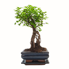 Bonsai baum keramik gebraucht kaufen  Fuchsmühl