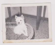 Photo ancienne chiot d'occasion  Bar-sur-Seine