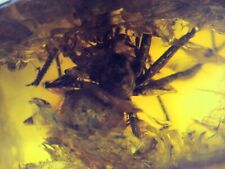 Eocene baltic amber for sale  WAKEFIELD