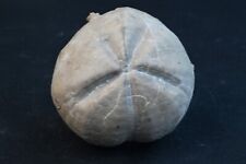 Oursin fossile hemiaster d'occasion  Forcalquier