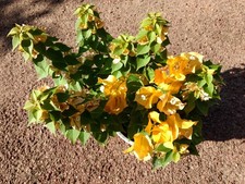 Bougainvillea mini thai d'occasion  Villemandeur
