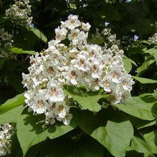 Catalpa bignonioides indian for sale  HORSHAM