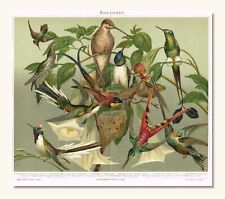Hummingbirds antique print for sale  Manville