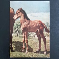 Pferdepostkarte pferd popp gebraucht kaufen  Beeskow