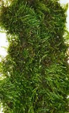 10g java moss for sale  DRONFIELD