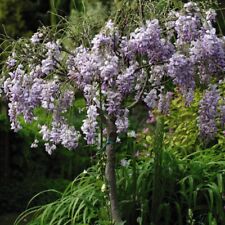 Wisteria sinensis patio for sale  IPSWICH